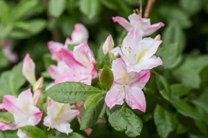 Rhododendron (AV) 'Rosata' - 50-60 CM C10 - image 3