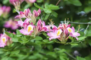 Rhododendron (AV) 'Soir de Paris'