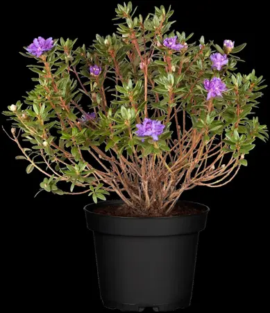 Rhododendron 'Azurika' - P12 - image 2