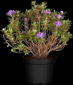 Rhododendron 'Azurika' - P12 - image 2