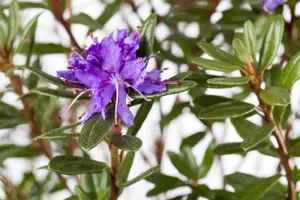 Rhododendron 'Azurika'