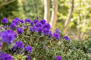 Rhododendron 'Azurika' - P12 - image 4