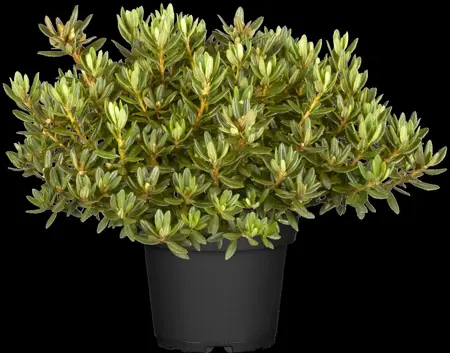 Rhododendron 'Azurika' - P12 - image 3