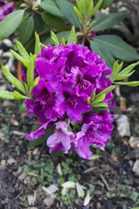 Rhododendron 'Azurro' - 5 Ltr pot - image 2