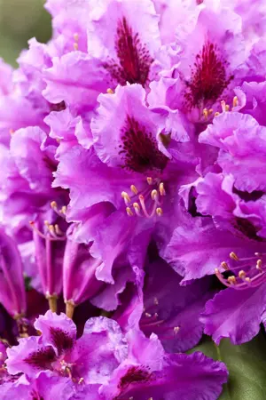 Rhododendron 'Azurro' - 5 Ltr pot - image 5
