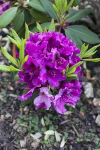 Rhododendron 'Azurro' - 60-80 CM C20 - image 5