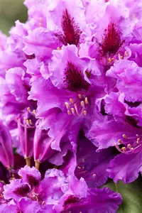 Rhododendron 'Azurro' - 60-80 CM C20 - image 4