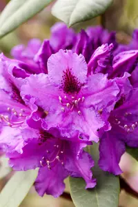 Rhododendron 'Azurro' - 60-80 CM C20 - image 5
