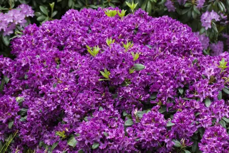 Rhododendron 'Azurro' - 5 Ltr pot - image 3