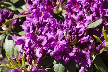 Rhododendron 'Azurro' - 5 Ltr pot - image 4