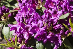 Rhododendron 'Azurro' - 5 Ltr pot - image 4