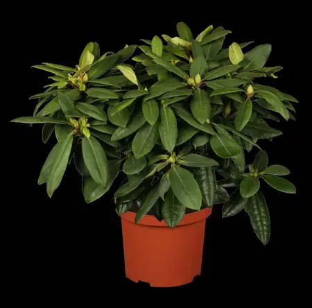 Rhododendron 'Azurro' - 5 Ltr pot - image 1