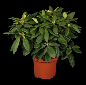 Rhododendron 'Azurro'
