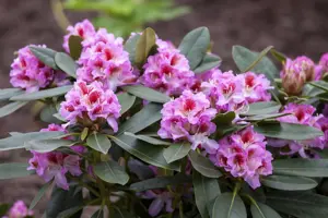 Rhododendron 'Belami'?