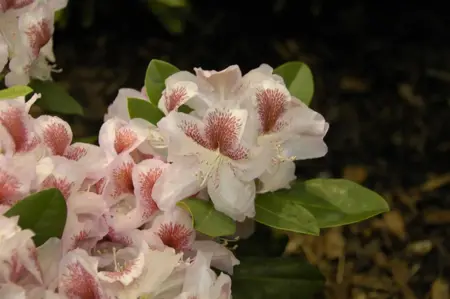 Rhododendron 'Belami'? - 60-80 CM C20 - image 2