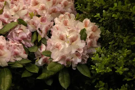 Rhododendron 'Belami'? - 60-80 CM C20 - image 3