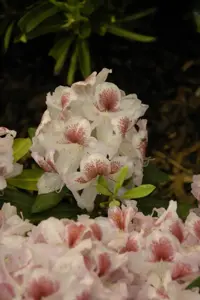 Rhododendron 'Belami'? - 60-80 CM C20 - image 4