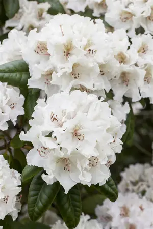 Rhododendron 'Bellini' (Inkarho) - 30-40 CM C5 - image 2