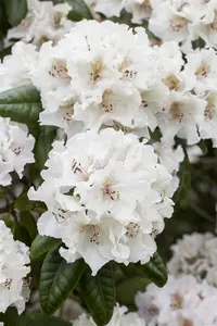 Rhododendron 'Bellini' (Inkarho) - 30-40 CM C5 - image 2