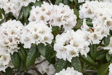 Rhododendron 'Bellini' (Inkarho) - 30-40 CM C5 - image 1