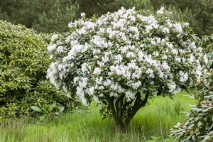 Rhododendron 'Bellini' (Inkarho) - 30-40 CM C5 - image 3