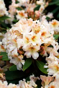 Rhododendron 'Bernstein'