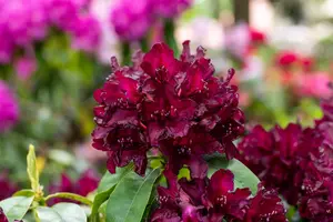 Rhododendron 'Black Widow'