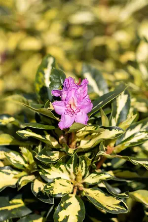 Rhododendron 'Blattgold'? - 50-60 CM C10 - image 4