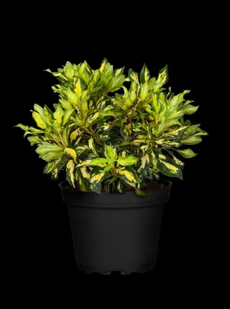 Rhododendron 'Blattgold'? - 30-40 CM C5 - image 5