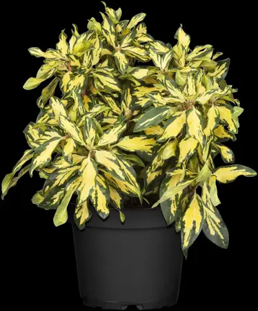 Rhododendron 'Blattgold'? - 30-40 CM C5 - image 4