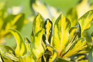 Rhododendron 'Blattgold'? - 30-40 CM C5 - image 3