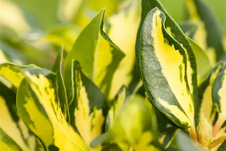 Rhododendron 'Blattgold'? - 5 Ltr pot - image 1