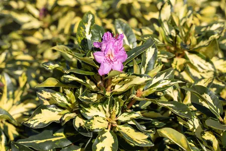 Rhododendron 'Blattgold'? - 50-60 CM C10 - image 3