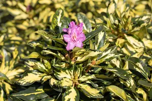 Rhododendron 'Blattgold'? - 50-60 CM C10 - image 3