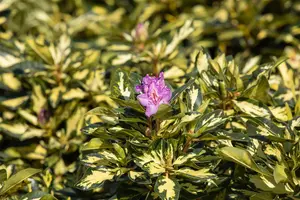 Rhododendron 'Blattgold'? - 50-60 CM C10 - image 5