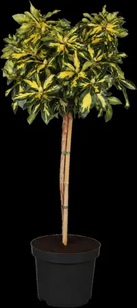Rhododendron 'Blattgold'? - 30-40 CM C5 - image 1