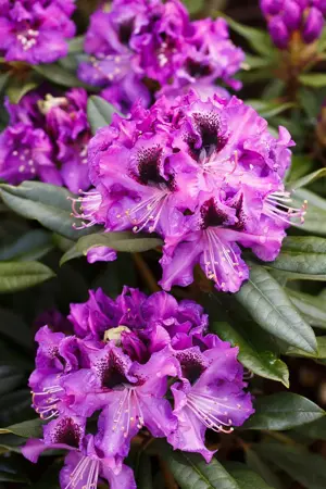 Rhododendron 'Blaue Jungs' - 50-60 CM RB - image 1