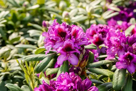 Rhododendron 'Blaue Jungs' - 50-60 CM RB - image 3