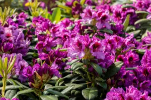 Rhododendron 'Blaue Jungs' - 50-60 CM RB - image 4