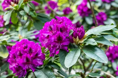 Rhododendron 'Blaue Jungs' - 50-60 CM RB - image 5