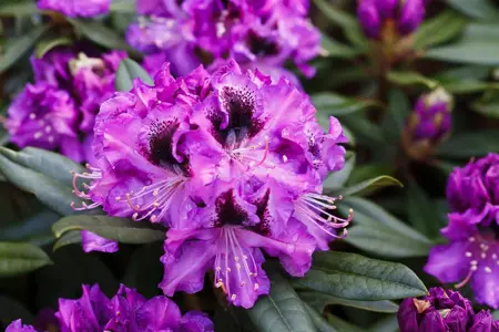 Rhododendron 'Blaue Jungs' - 50-60 CM RB - image 2