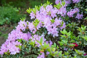 Rhododendron 'Blue Danube'