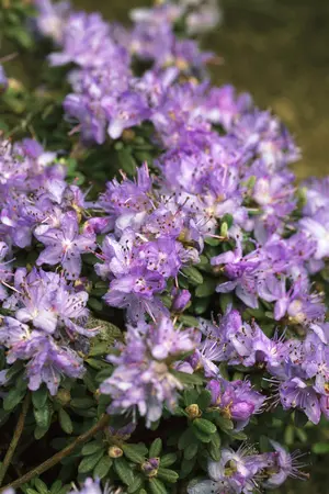 Rhododendron 'Blue Diamond' - 40-50 CM C10