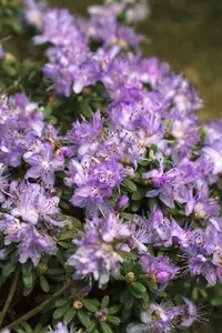 Rhododendron 'Blue Diamond' - 40-50 CM C10