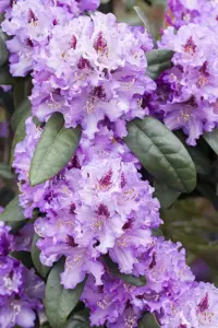 Rhododendron 'Blue Peter' - 30-40 CM C5 - image 2
