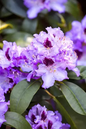Rhododendron 'Blue Peter' - 30-40 CM C5 - image 4