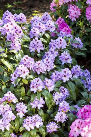 Rhododendron 'Blue Peter' - 30-40 CM C5 - image 5