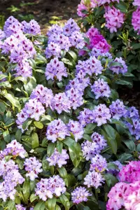 Rhododendron 'Blue Peter' - 30-40 CM C5 - image 5