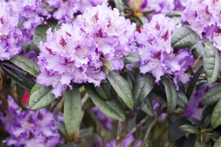 Rhododendron 'Blue Peter' - 30-40 CM C5 - image 1