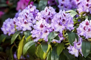 Rhododendron 'Blue Peter' - 30-40 CM C5 - image 3